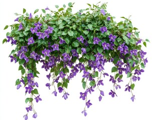 Lush purple flowers cascade over a border of greenery, hanging in a decorative display.  Clusters of small, vibrant purple blossoms adorn trailing stems, nestled amidst healthy foliage