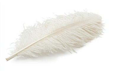 Single Ostrich Feather