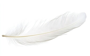 Obraz premium Single, pristine white feather