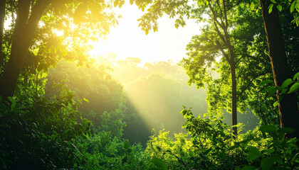 the view is within a dense, lush green forest, with a striking beam of sunlight piercing through the canopy. towering trees surround the view, their leaves creating a vibrant and layered effect