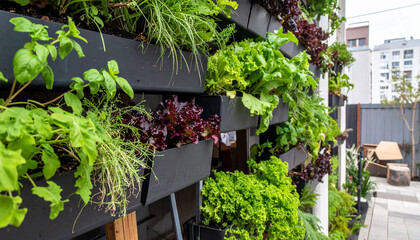 Fototapeta premium the image displays a vertical garden, consisting of rows of black planters attached to a structure. inside the planters are various leafy greens and herbs, creating a lush green wall