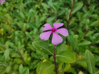 pink flower in the garden