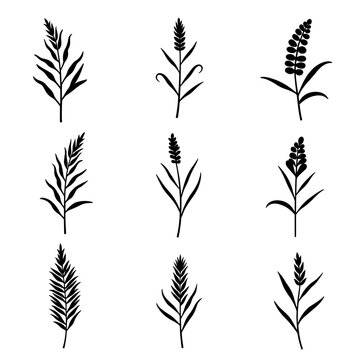 Grass silhouette set in white background
