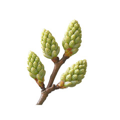 Spring Awakening Close-up of Four Vibrant Green Buds on a Branch