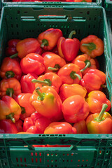 Orange bell peppers filling a green plastic crate, freshly picked produce ready for sale at a farmers market, highlighting seasonal agricultural abundance,