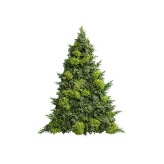 Lush Evergreen Christmas Tree Shaped Shrub, Isolated on Transparent Background