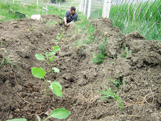 Young man planting eggplants in the garden