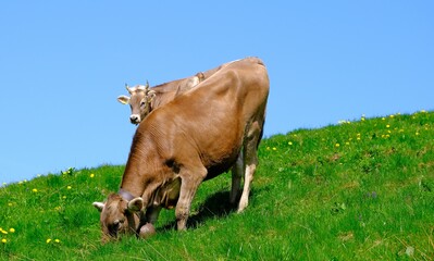glückliche Kühe in Vorarlberg