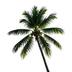 Fototapeta premium Coconut Trees, Generative AI
