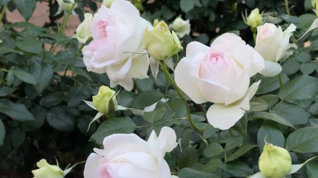 白薔薇 白 薔薇」のアイデア 110 件 | バラ, きれいなバラ, 美しい花