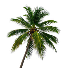  Coconut Trees, Generative AI