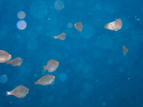 School of sarpa salpa in the mediterranean sea, Salema porgy fish (Sarpa salpa). Sarpa salpa, known commonly as the dreamfish, salema, salema porgy, cow bream or goldline, shoal of fish in undersea.