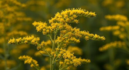 Obraz premium Goldenrod Blossoming in Field Close-up Floral