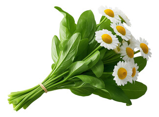 A fresh bouquet of daisies with vibrant white petals and yellow centers, bundled with lush green leaves on transparent background.