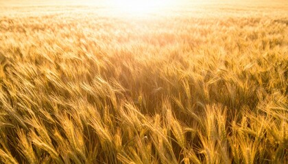 Obraz premium Golden Wheat Field: A captivating sun-kissed panorama of a vast field of ripe, golden wheat swaying gently in the breeze. The image evokes a sense of abundance and natural beauty.