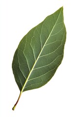 Obraz premium Close-up of a single green leaf, exhibiting a smooth, slightly oval shape with prominent veins. Distinct, light-green venation patterns across the leaf surface. Stem attaches at the bottom