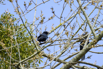 crow on a tree with young shoots, crow on a tree between branches, bright blue sky, black raven on a high branch, green leaves in the background, corvus from the side