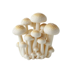 Cluster of Fresh White Mushrooms with Brown Spots, Close-up Studio Shot