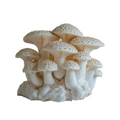 Cluster of Creamy White Mushrooms with Speckled Caps on a Natural Base