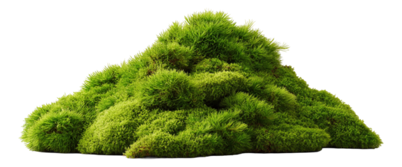 A lush mound of vibrant green moss with textured foliage and dense growth, on transparent background.