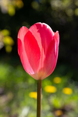Van Eijk tulip in full bloom, close up, bright pink petals with sunlight, green bokeh background, ideal for gardening packaging, flower catalog, spring bulb label design