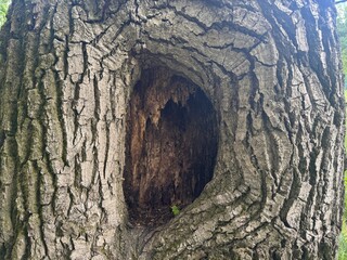 tree hollow. Close-up of an old tree trunk with a hollow