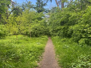  path in green spring forest