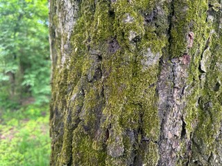 Obraz premium moss on tree bark