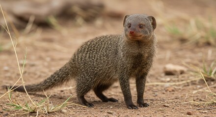 AI image: A small mongoose stands alert on the sandy ground in its natural habitat. Its patterned fur and curious expression are visible outdoors.