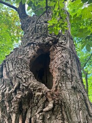 Obraz premium large hollow in a tree