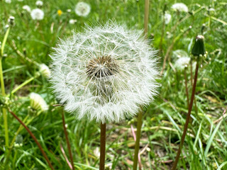 Dandelions are fluffy and beautiful in the field close-up. A background of dandelions in the warm sunset light.