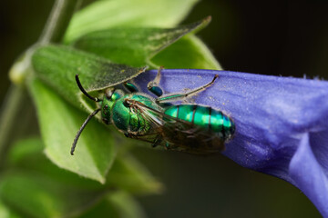 macro shot of iridescent bee on leaf