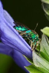 macro shot of iridescent bee on leaf