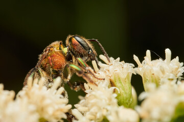 closeup view of metallic bee on green leaf