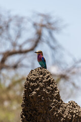Lilac-breasted roller perched on a termite mound in a savannah landscape under a clear sky. A vibrant scene showcasing the beauty of African wildlife and the bird’s striking colors in its natural habi