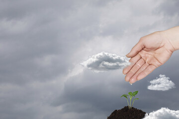 Nurturing growth with water in a cloudy sky
