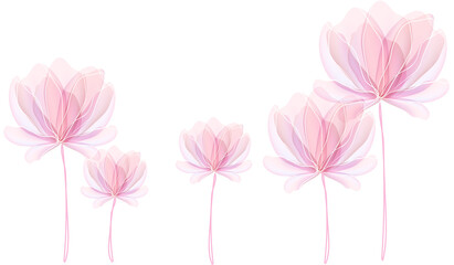 Abstract Pink Translucent Lotus Flowers