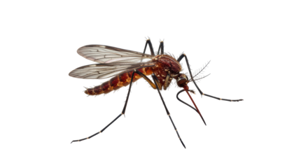 Isolated Mosquito