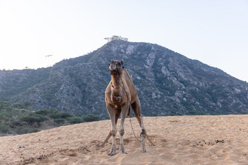 Pushkar fair, Decorated camel at the sand dunes desert ground of pushkar during camel festival.	