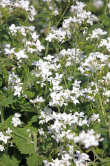 Macro image of white Annual Honesty blooms, Nottinghamshire England
