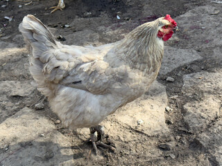 chicken outdoors. Krkpny plan of chicken