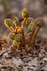 Young fern shoots in a spring forest. Plant stems in the sun