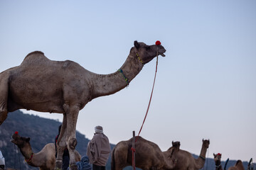 Pushkar fair, Decorated camel at the sand dunes desert ground of pushkar during camel festival.	