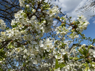 White cherry flowers in a Ukrainian garden.