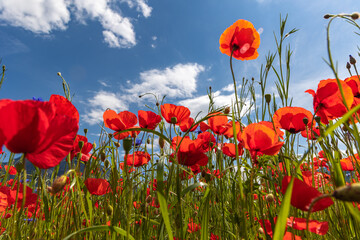 Red poppy flower in backlit in a field in summer sunshine against a blue sky.