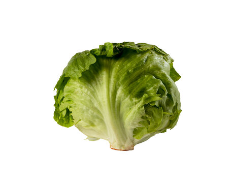 Natural fresh Lettuce Head Isolated on Transparent Background