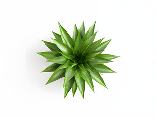 Fototapeta premium Top View of Green Pineapple Crown Isolated on White Background
