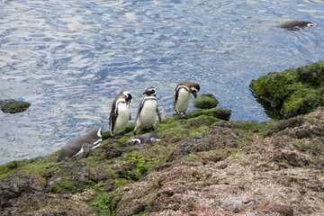 A group of five penguins on rocks covered in green moss at the seashore