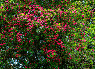 Red Tree Flowers Background