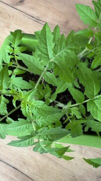 tomato seedlings in plastic containers.
